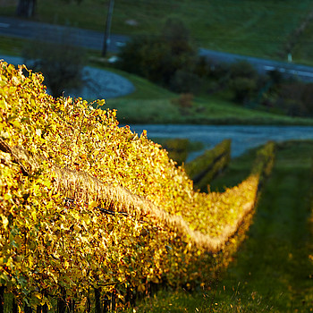 Steiler Weinhang mit Blick von oben in herrlicher Herbststimmung