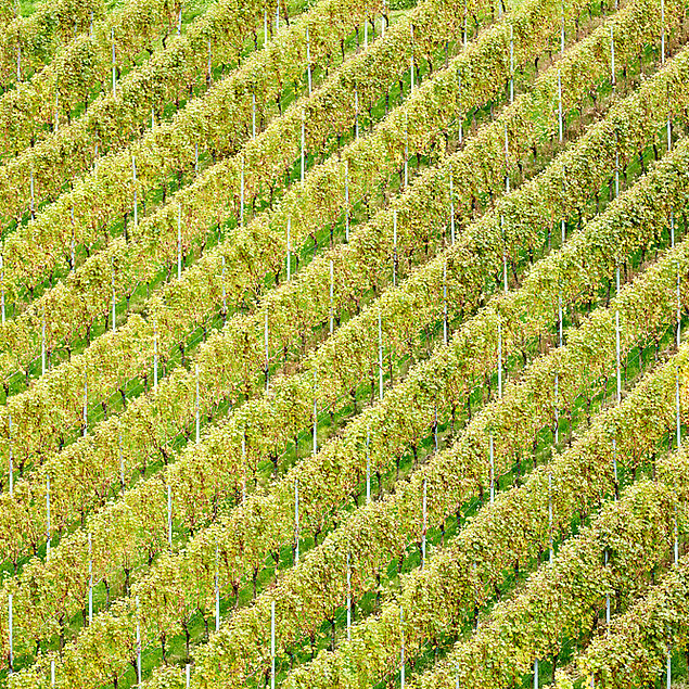 Saftig grüne Weinreben am Pössnitzberg