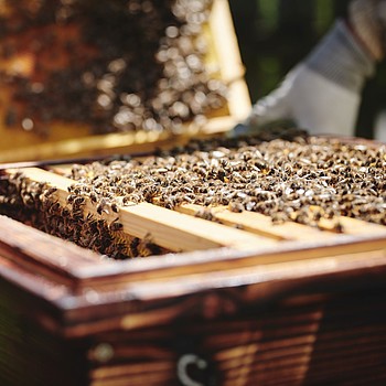 Bienen Pössnitzberg Honig Natur pur Umweltschutz